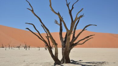 Deadvlei Namibia Credits Pavel Špindler.jpg